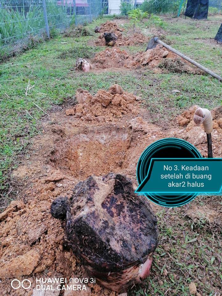 TANAM POKOK PISANG Kaedah Terbalik Banyakkan Anak Pokok, Berbuah Lebih Rendah!
