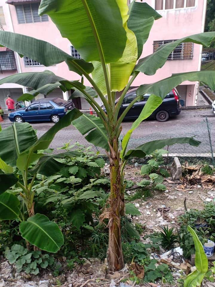 TANAM POKOK PISANG Kaedah Terbalik Banyakkan Anak Pokok, Berbuah Lebih Rendah!