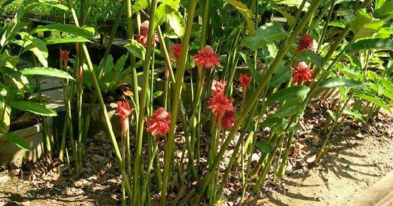 Panduan Lengkap Tanam Pokok BUNGA KANTAN, Berbaloi Buat Jual!