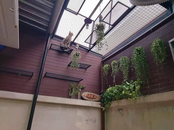 Pemilik Kediaman Sanggup Berhabis Ubahsuai Bina Rumah Kucing Khas Di Anjung Rumah