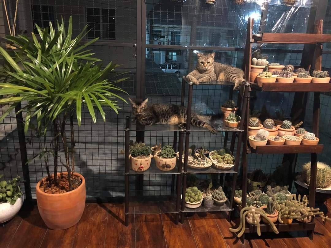 Pemilik Kediaman Sanggup Berhabis Ubahsuai Bina Rumah Kucing Khas Di Anjung Rumah