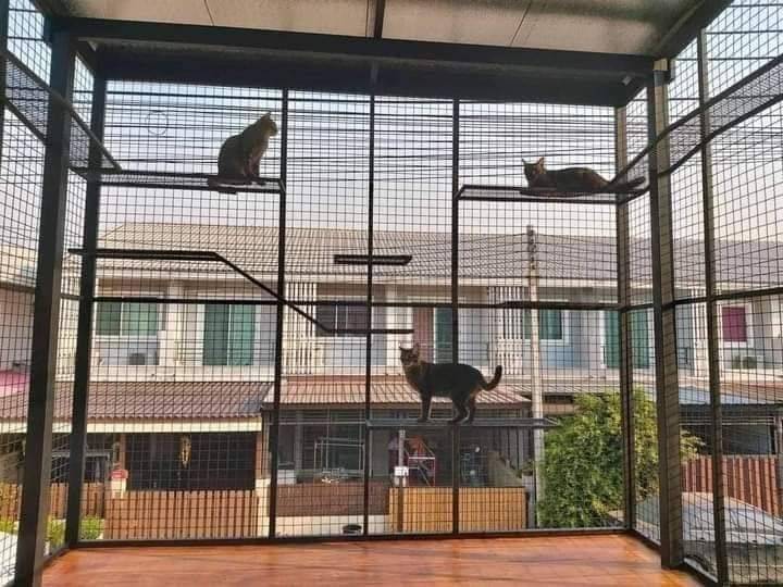 Pemilik Kediaman Sanggup Berhabis Ubahsuai Bina Rumah Kucing Khas Di Anjung Rumah