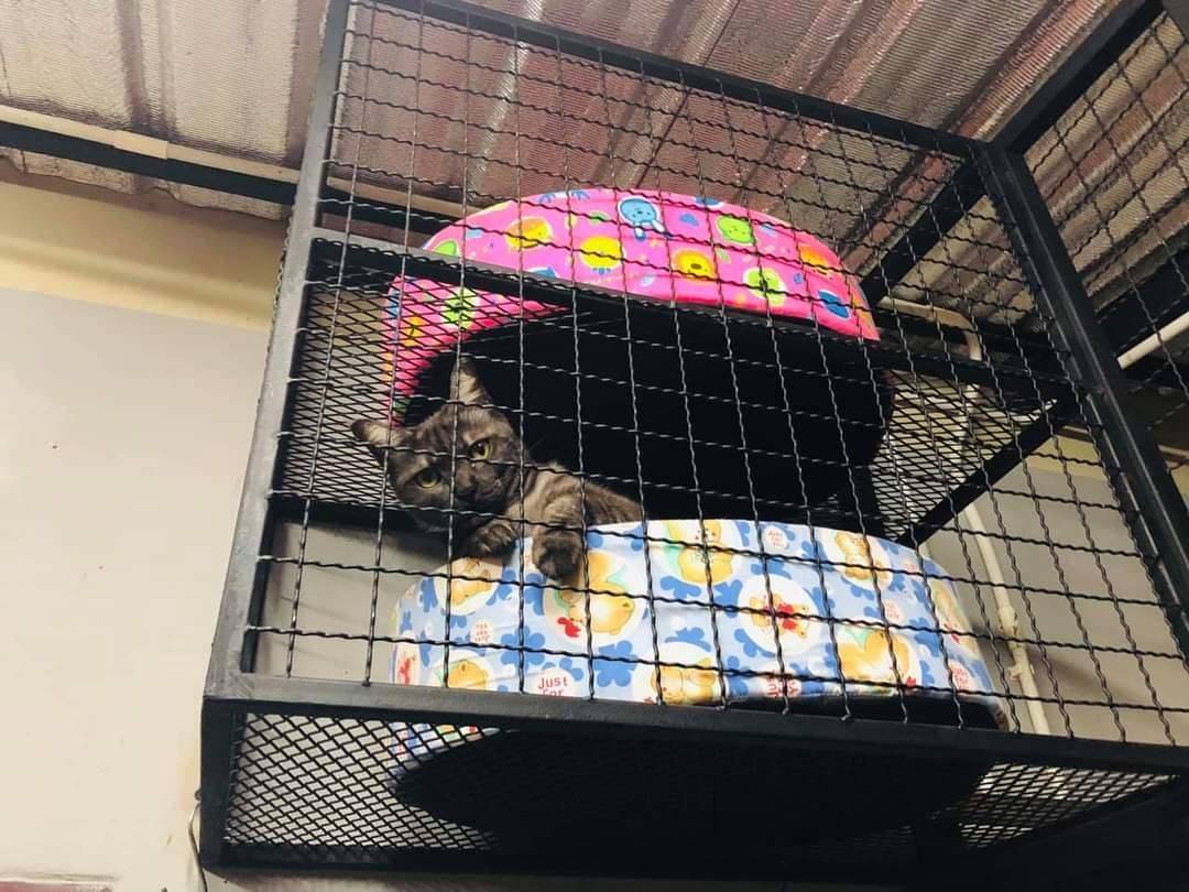 Pemilik Kediaman Sanggup Berhabis Ubahsuai Bina Rumah Kucing Khas Di Anjung Rumah