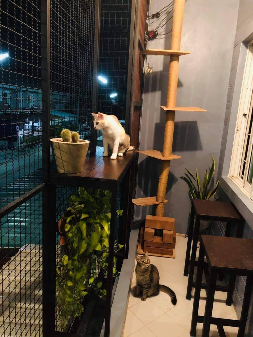Pemilik Kediaman Sanggup Berhabis Ubahsuai Bina Rumah Kucing Khas Di Anjung Rumah