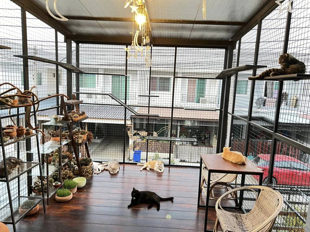 Pemilik Kediaman Sanggup Berhabis Ubahsuai Bina Rumah Kucing Khas Di Anjung Rumah