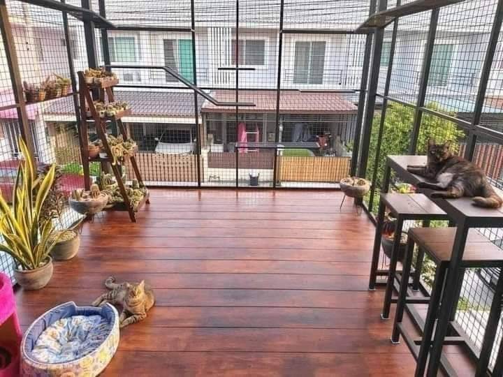Pemilik Kediaman Sanggup Berhabis Ubahsuai Bina Rumah Kucing Khas Di Anjung Rumah
