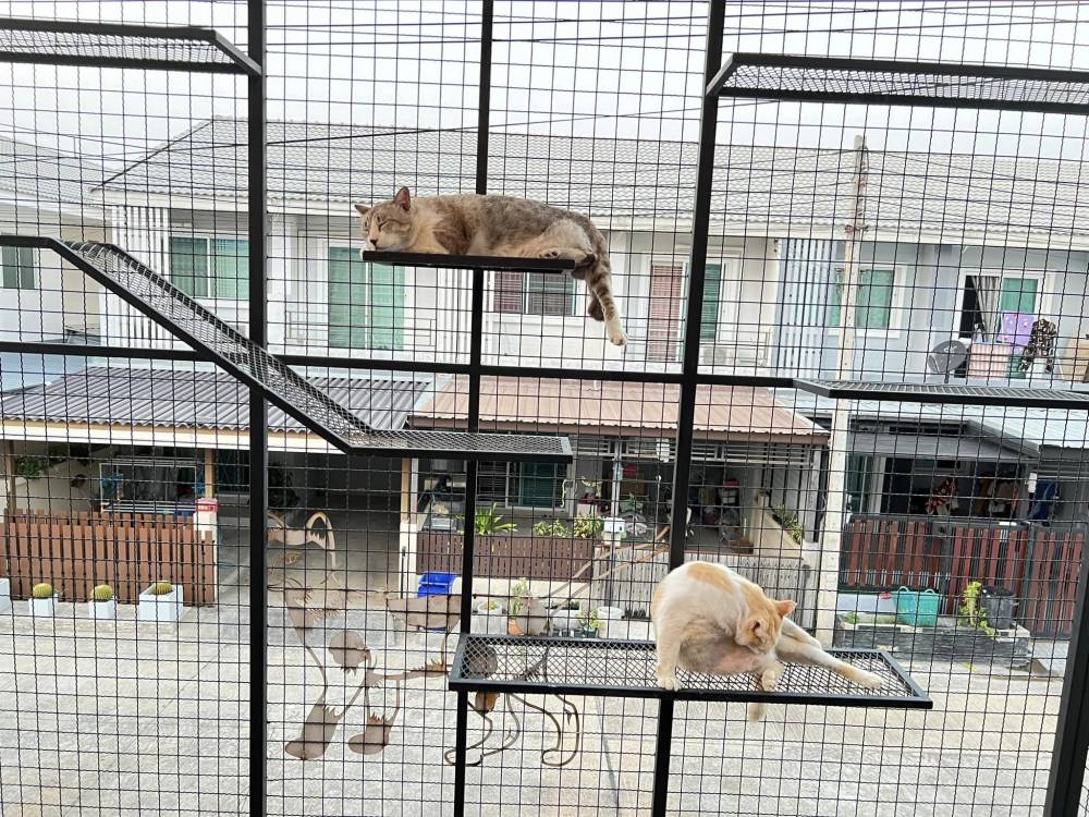 Pemilik Kediaman Sanggup Berhabis Ubahsuai Bina Rumah Kucing Khas Di Anjung Rumah