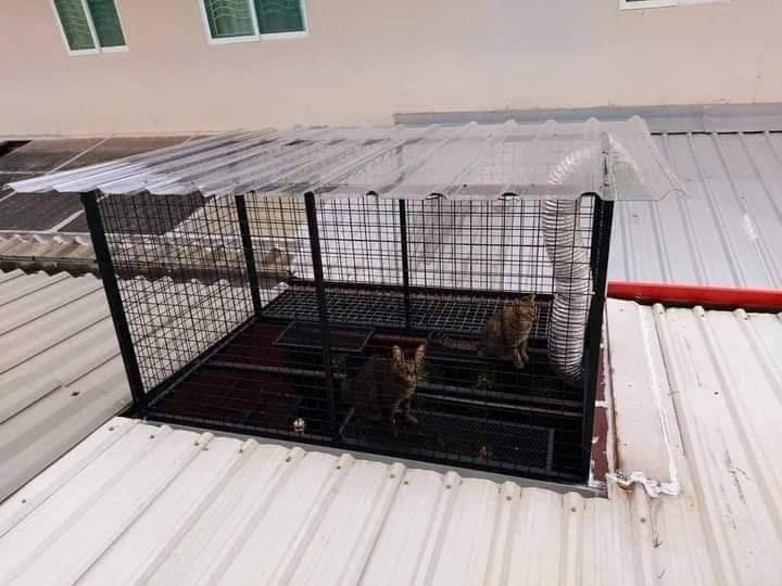 Pemilik Kediaman Sanggup Berhabis Ubahsuai Bina Rumah Kucing Khas Di Anjung Rumah