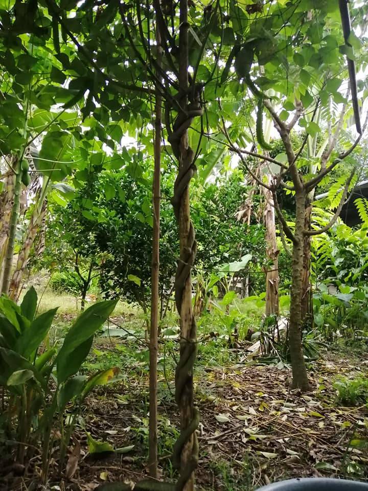 KACANG BOTOR Berbuah Lebat, Buang Daun & Tunas Di Pangkal Pokok! 11 KACANG BOTOR Berbuah Lebat, Buang Daun & Tunas Di Pangkal Pokok!