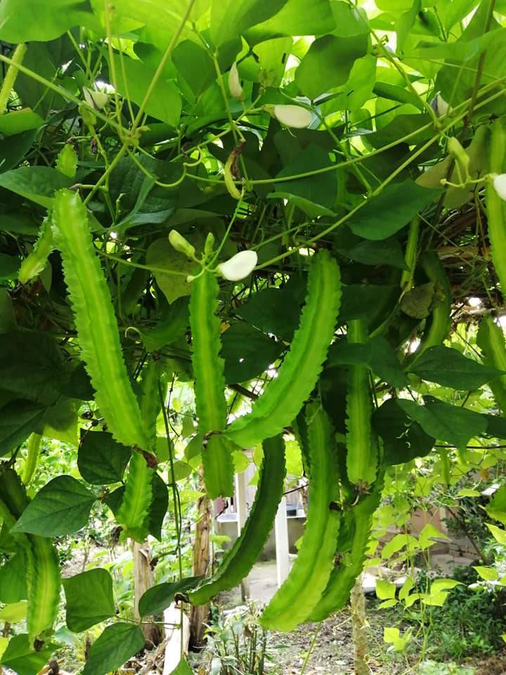 KACANG BOTOR Berbuah Lebat, Buang Daun & Tunas Di Pangkal Pokok! 12 KACANG BOTOR Berbuah Lebat, Buang Daun & Tunas Di Pangkal Pokok!