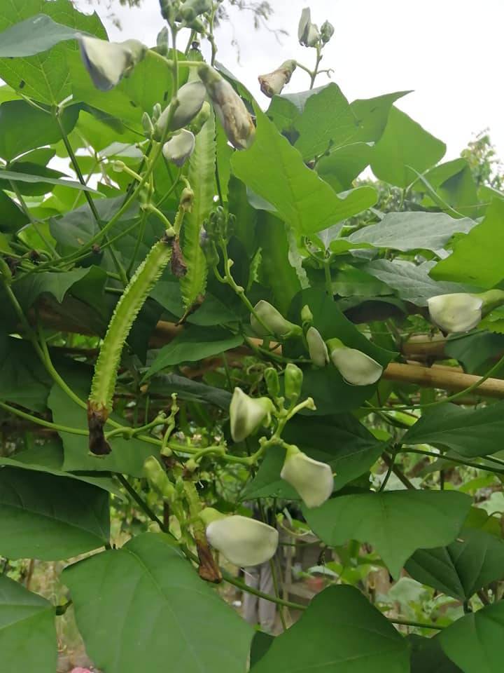 KACANG BOTOR Berbuah Lebat, Buang Daun & Tunas Di Pangkal Pokok! 13 KACANG BOTOR Berbuah Lebat, Buang Daun & Tunas Di Pangkal Pokok!