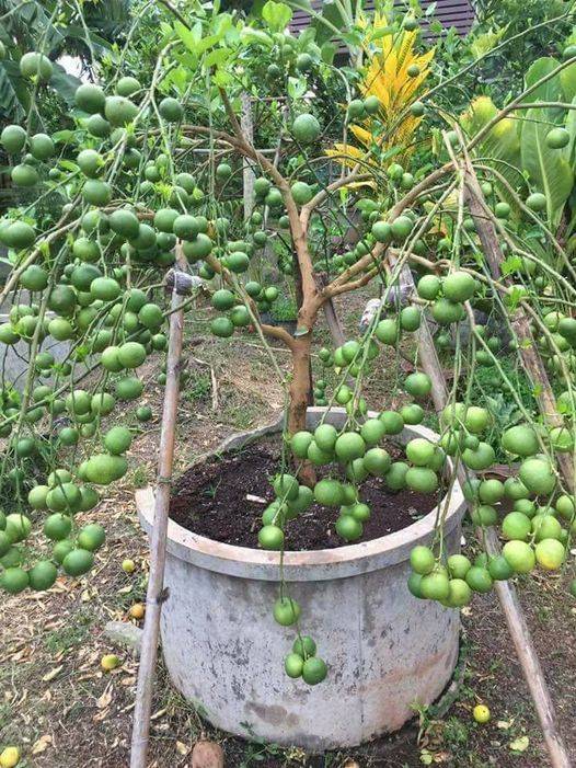 Cara Petani Thailand Buat Hormon Penggalak Pokok Supaya Cepat & Lebat Berbuah
