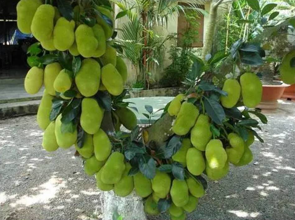 Cara Petani Thailand Buat Hormon Penggalak Pokok Supaya Cepat & Lebat Berbuah