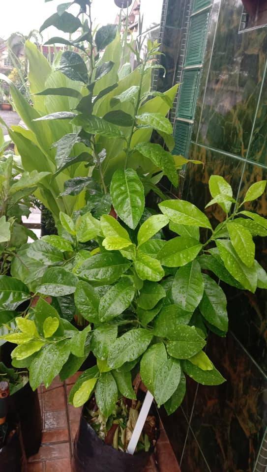 Cara Tanam Pokok LEMON Menjadi Guna Biji Benih, Pilih Bersaiz Besar! 27 Cara Tanam Pokok LEMON Menjadi Guna Biji Benih, Pilih Bersaiz Besar!