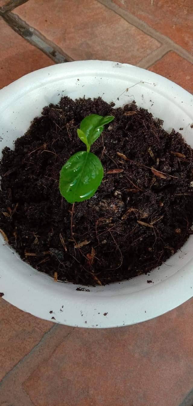 Cara Tanam Pokok LEMON Menjadi Guna Biji Benih, Pilih Bersaiz Besar! 23 Cara Tanam Pokok LEMON Menjadi Guna Biji Benih, Pilih Bersaiz Besar!