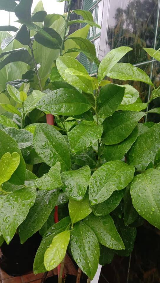 Cara Tanam Pokok LEMON Menjadi Guna Biji Benih, Pilih Bersaiz Besar! 28 Cara Tanam Pokok LEMON Menjadi Guna Biji Benih, Pilih Bersaiz Besar!