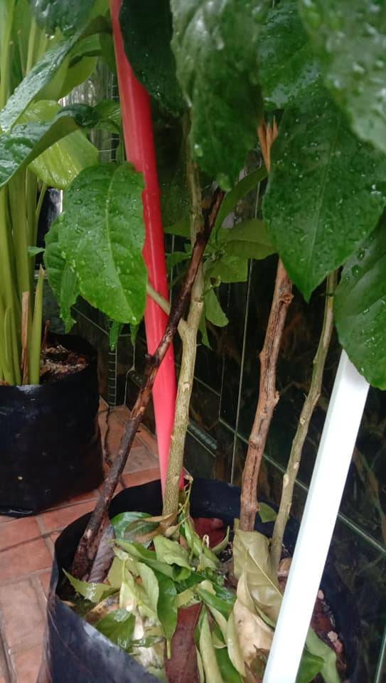 Cara Tanam Pokok LEMON Menjadi Guna Biji Benih, Pilih Bersaiz Besar! 29 Cara Tanam Pokok LEMON Menjadi Guna Biji Benih, Pilih Bersaiz Besar!