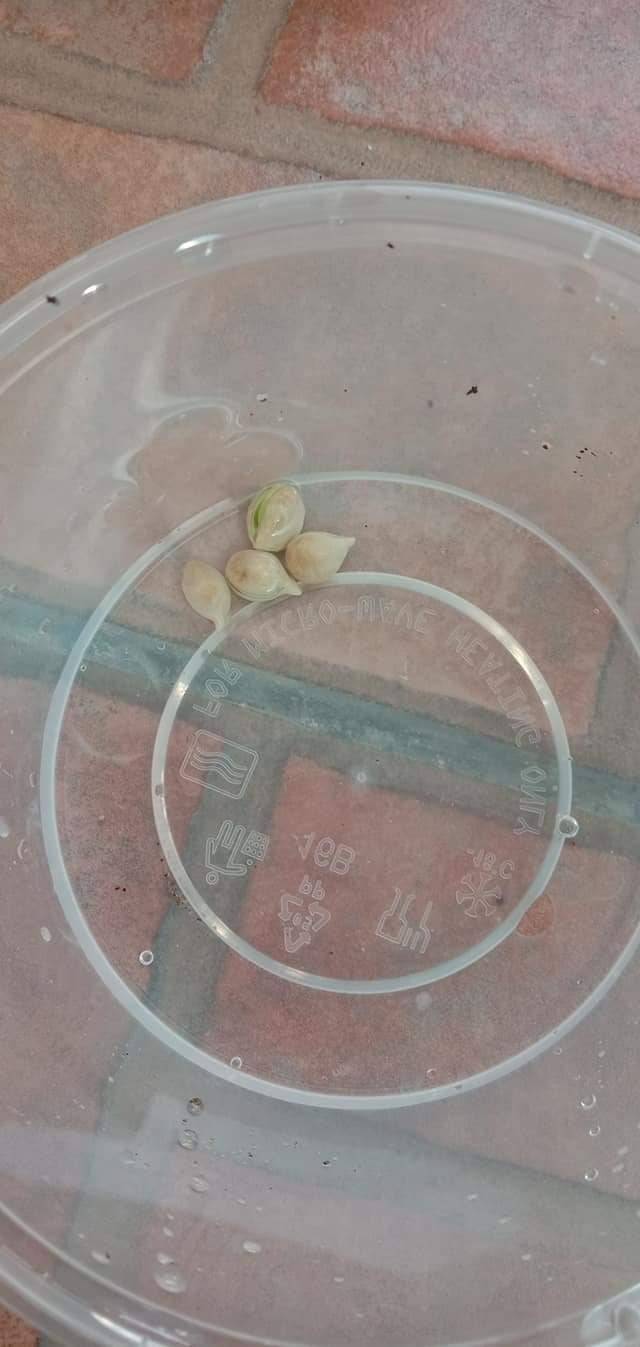 Cara Tanam Pokok LEMON Menjadi Guna Biji Benih, Pilih Bersaiz Besar! 17 Cara Tanam Pokok LEMON Menjadi Guna Biji Benih, Pilih Bersaiz Besar!