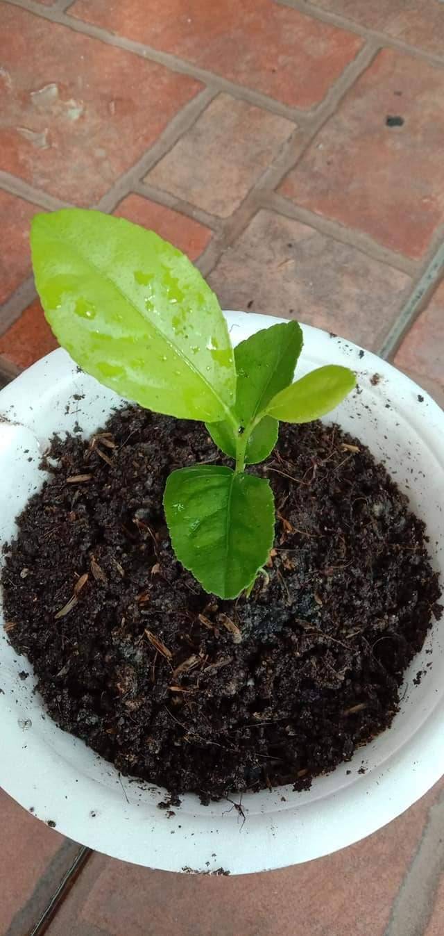 Cara Tanam Pokok LEMON Menjadi Guna Biji Benih, Pilih Bersaiz Besar! 25 Cara Tanam Pokok LEMON Menjadi Guna Biji Benih, Pilih Bersaiz Besar!