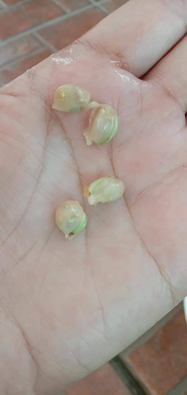 Cara Tanam Pokok LEMON Menjadi Guna Biji Benih, Pilih Bersaiz Besar! 18 Cara Tanam Pokok LEMON Menjadi Guna Biji Benih, Pilih Bersaiz Besar!