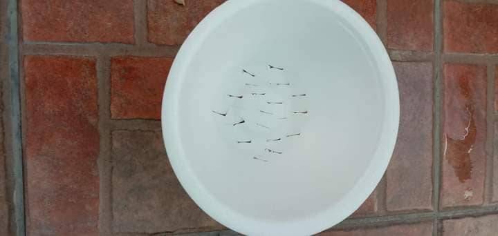 Cara Tanam Pokok LEMON Menjadi Guna Biji Benih, Pilih Bersaiz Besar! 21 Cara Tanam Pokok LEMON Menjadi Guna Biji Benih, Pilih Bersaiz Besar!