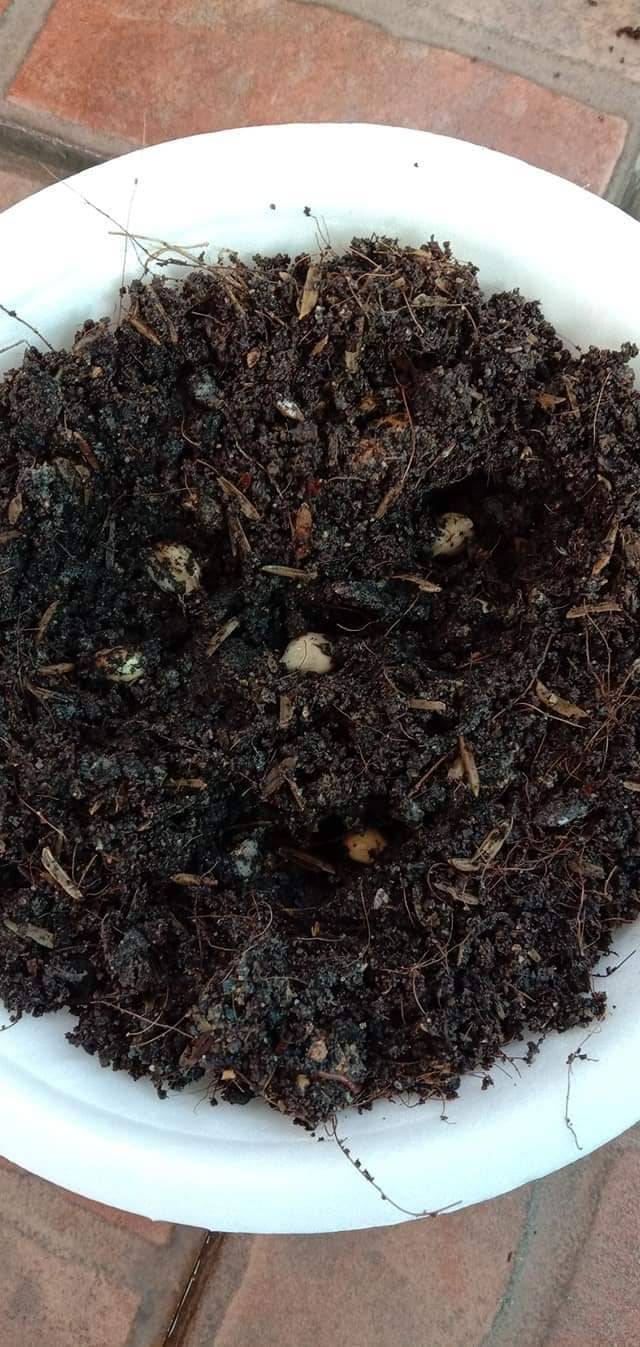 Cara Tanam Pokok LEMON Menjadi Guna Biji Benih, Pilih Bersaiz Besar! 22 Cara Tanam Pokok LEMON Menjadi Guna Biji Benih, Pilih Bersaiz Besar!