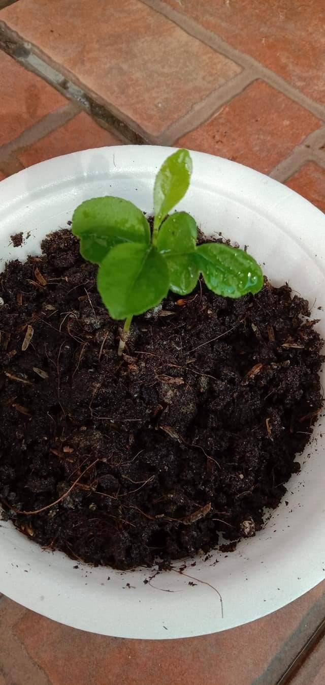 Cara Tanam Pokok LEMON Menjadi Guna Biji Benih, Pilih Bersaiz Besar! 24 Cara Tanam Pokok LEMON Menjadi Guna Biji Benih, Pilih Bersaiz Besar!