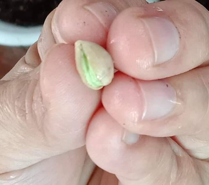 Cara Tanam Pokok LEMON Menjadi Guna Biji Benih, Pilih Bersaiz Besar! 19 Cara Tanam Pokok LEMON Menjadi Guna Biji Benih, Pilih Bersaiz Besar!