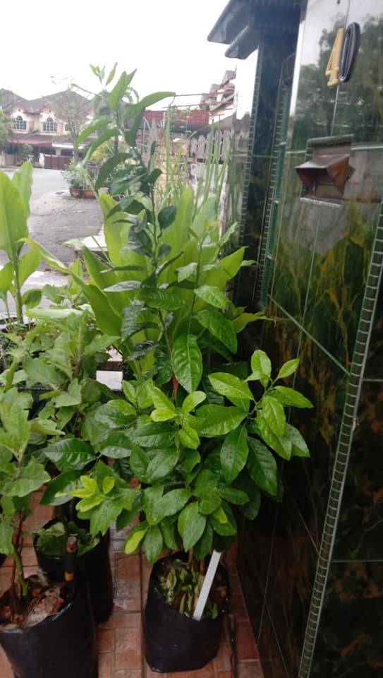 Cara Tanam Pokok LEMON Menjadi Guna Biji Benih, Pilih Bersaiz Besar! 26 Cara Tanam Pokok LEMON Menjadi Guna Biji Benih, Pilih Bersaiz Besar!