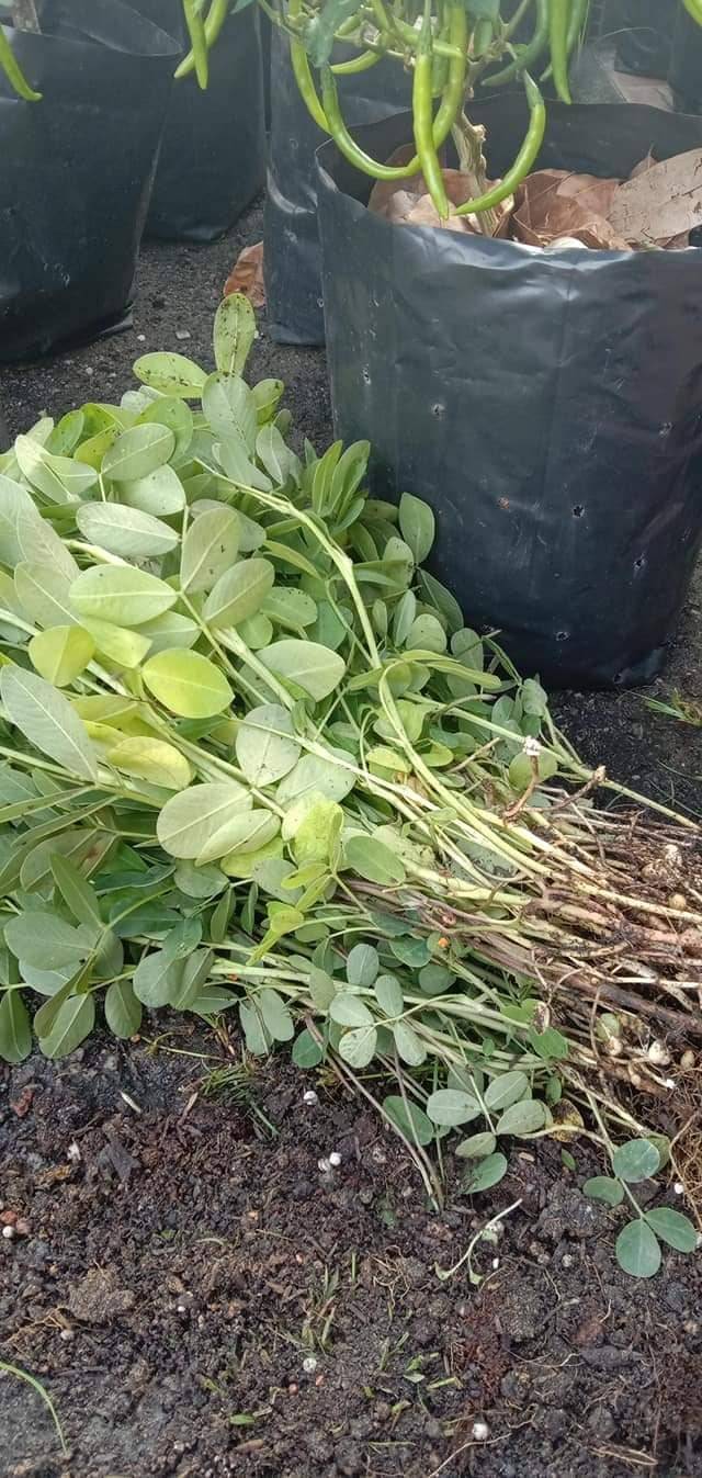 Cara Tanam KACANG TANAH Paling Mudah, 3 Bulan Dapat Hasil Isi Padat & Cantik! 17 Cara Tanam KACANG TANAH Paling Mudah, 3 Bulan Dapat Hasil Isi Padat & Cantik!