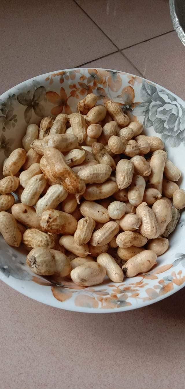 Cara Tanam KACANG TANAH Paling Mudah, 3 Bulan Dapat Hasil Isi Padat & Cantik! 20 Cara Tanam KACANG TANAH Paling Mudah, 3 Bulan Dapat Hasil Isi Padat & Cantik!