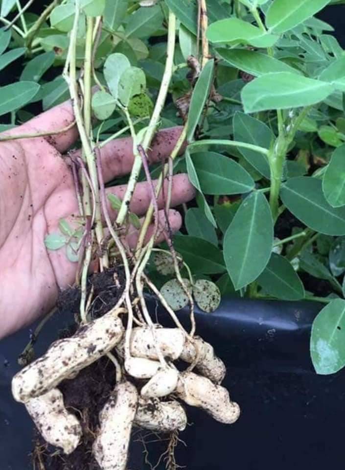 Cara Tanam KACANG TANAH Paling Mudah, 3 Bulan Dapat Hasil Isi Padat & Cantik! 18 Cara Tanam KACANG TANAH Paling Mudah, 3 Bulan Dapat Hasil Isi Padat & Cantik!