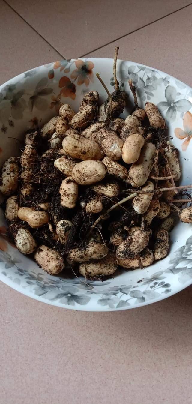 Cara Tanam KACANG TANAH Paling Mudah, 3 Bulan Dapat Hasil Isi Padat & Cantik! 19 Cara Tanam KACANG TANAH Paling Mudah, 3 Bulan Dapat Hasil Isi Padat & Cantik!