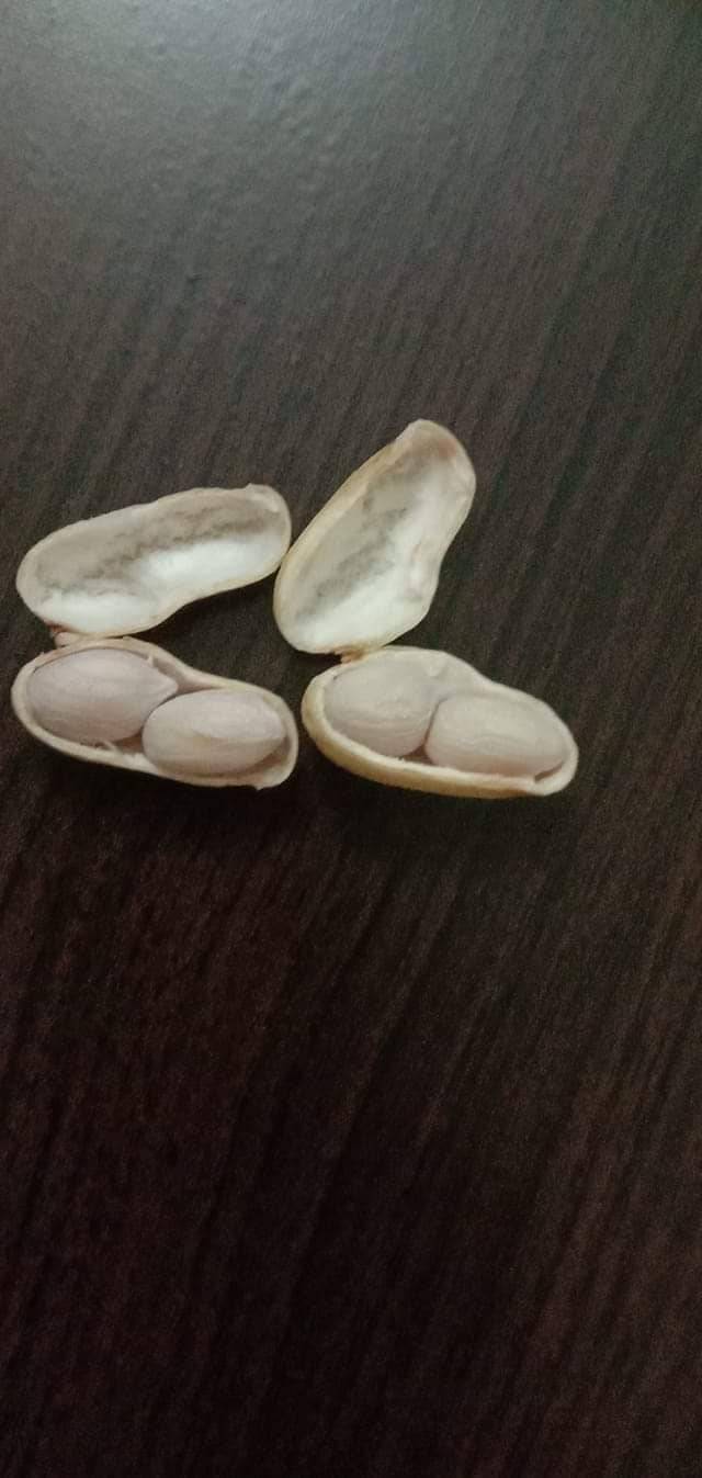 Cara Tanam KACANG TANAH Paling Mudah, 3 Bulan Dapat Hasil Isi Padat & Cantik! 21 Cara Tanam KACANG TANAH Paling Mudah, 3 Bulan Dapat Hasil Isi Padat & Cantik!