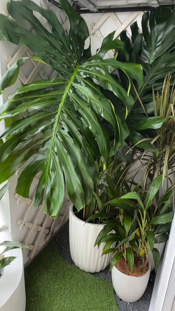 #GardenInTheCity Makeover Balkoni Kecil, Laman Cantik Pelakon Catriona Ross