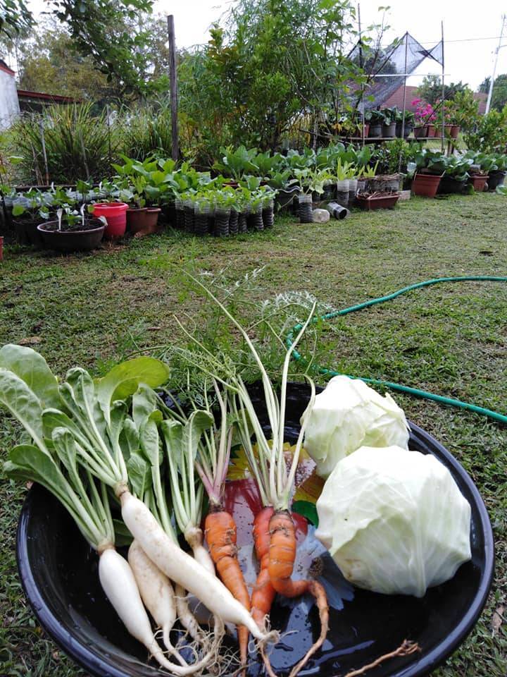 Cara Mudah Tanam LOBAK MERAH Dalam Botol Air Pun Boleh Dapat Hasil! 10 Cara Mudah Tanam LOBAK MERAH Dalam Botol Air Pun Boleh Dapat Hasil!