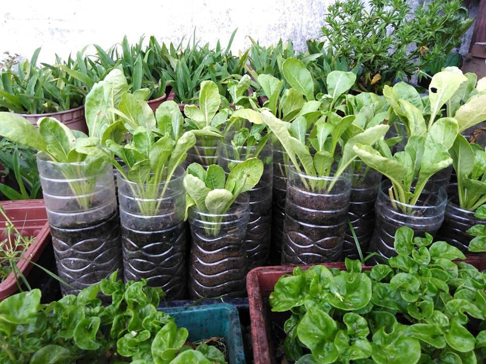 Cara Mudah Tanam LOBAK MERAH Dalam Botol Air Pun Boleh Dapat Hasil! 7 Cara Mudah Tanam LOBAK MERAH Dalam Botol Air Pun Boleh Dapat Hasil!