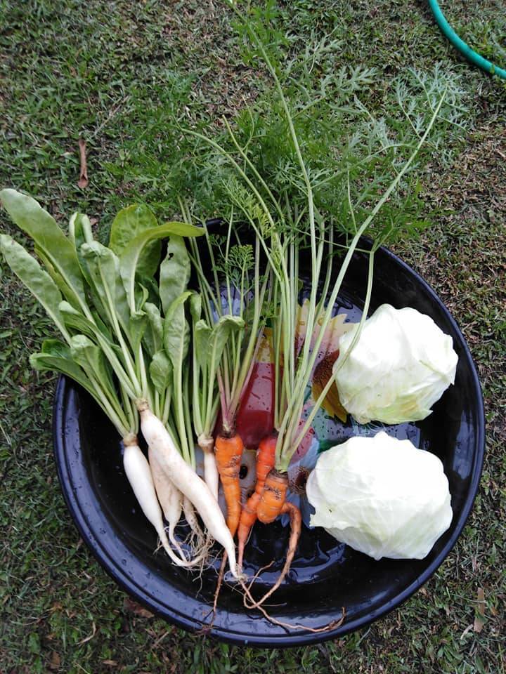 Cara Mudah Tanam LOBAK MERAH Dalam Botol Air Pun Boleh Dapat Hasil! 9 Cara Mudah Tanam LOBAK MERAH Dalam Botol Air Pun Boleh Dapat Hasil!