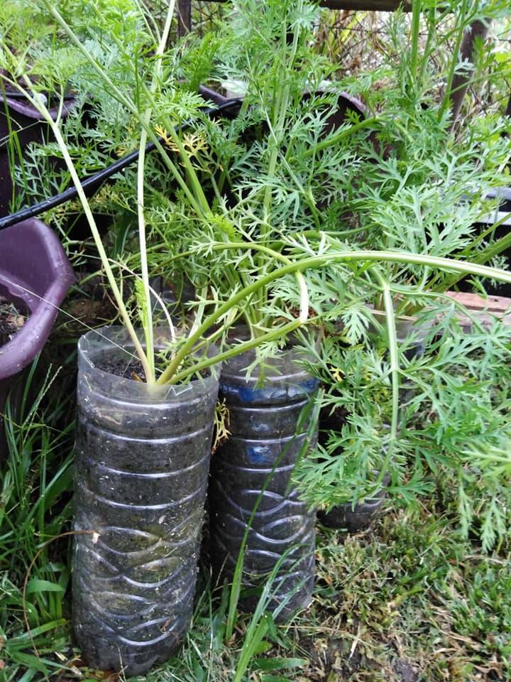 Cara Mudah Tanam LOBAK MERAH Dalam Botol Air Pun Boleh Dapat Hasil! 8 Cara Mudah Tanam LOBAK MERAH Dalam Botol Air Pun Boleh Dapat Hasil!