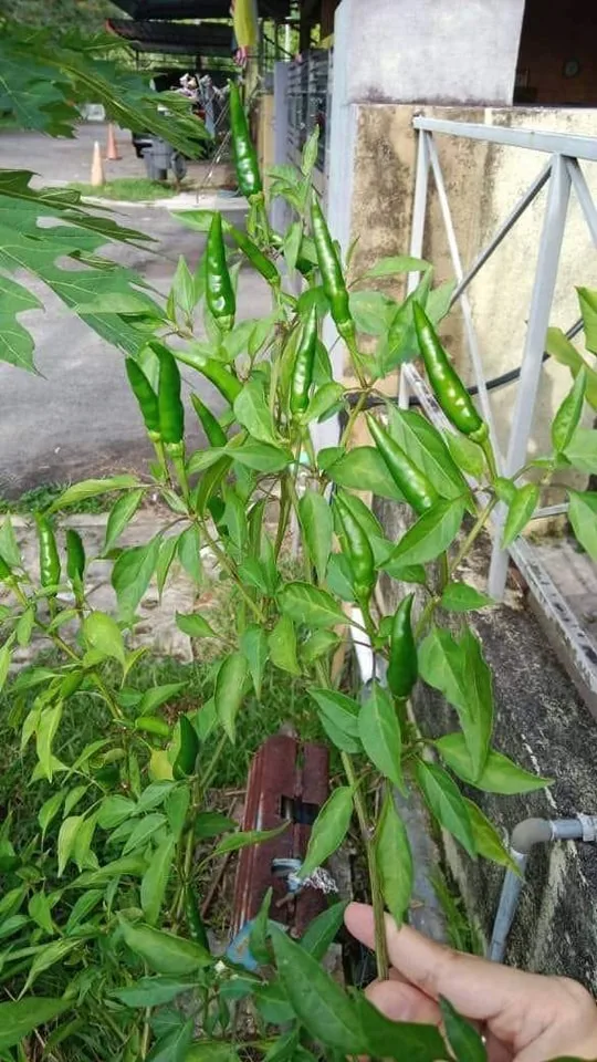 Rahsia POKOK CILI Berbunga & Berbuah Lebat, Letak Baja Air Rendaman KULIT PISANG