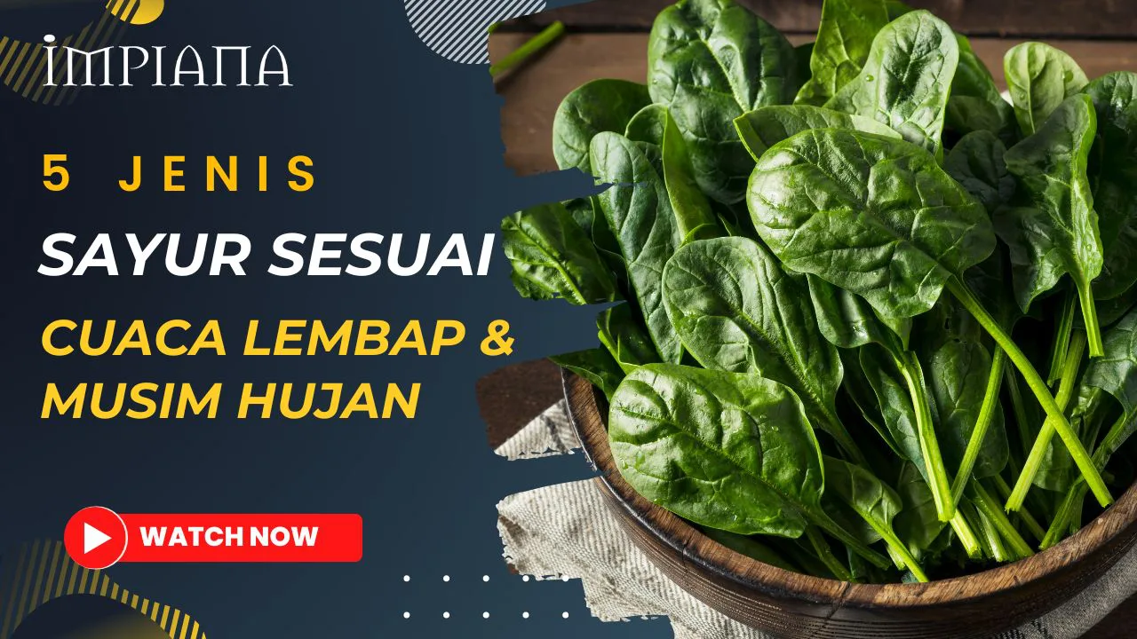Teknik Double Toner – Sesuai Untuk Cuaca Lembap?