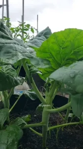 Cara Buat Sendiri BAJA KOMPOS Mini Di Rumah, Tanaman Sawi Lebar & Hijau