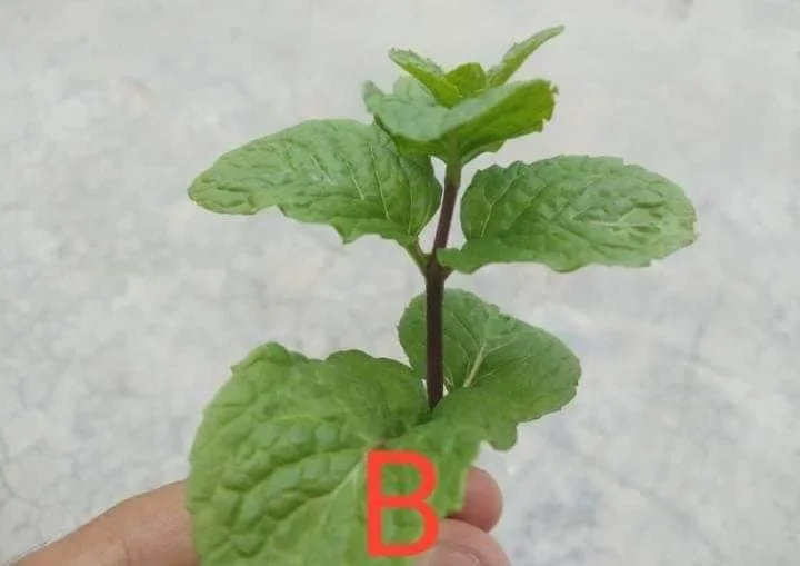 Tip Suburkan Pokok Pudina, Siapa Sangka Herba Masakan Ini Boleh Jadi Baja