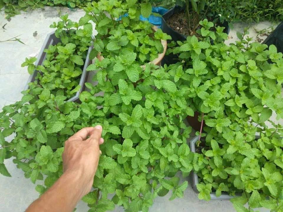 Tip Suburkan Pokok Pudina, Siapa Sangka Herba Masakan Ini Boleh Jadi Baja