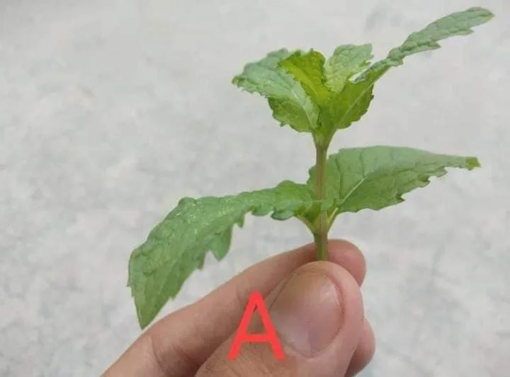 Tip Suburkan Pokok Pudina, Siapa Sangka Herba Masakan Ini Boleh Jadi Baja