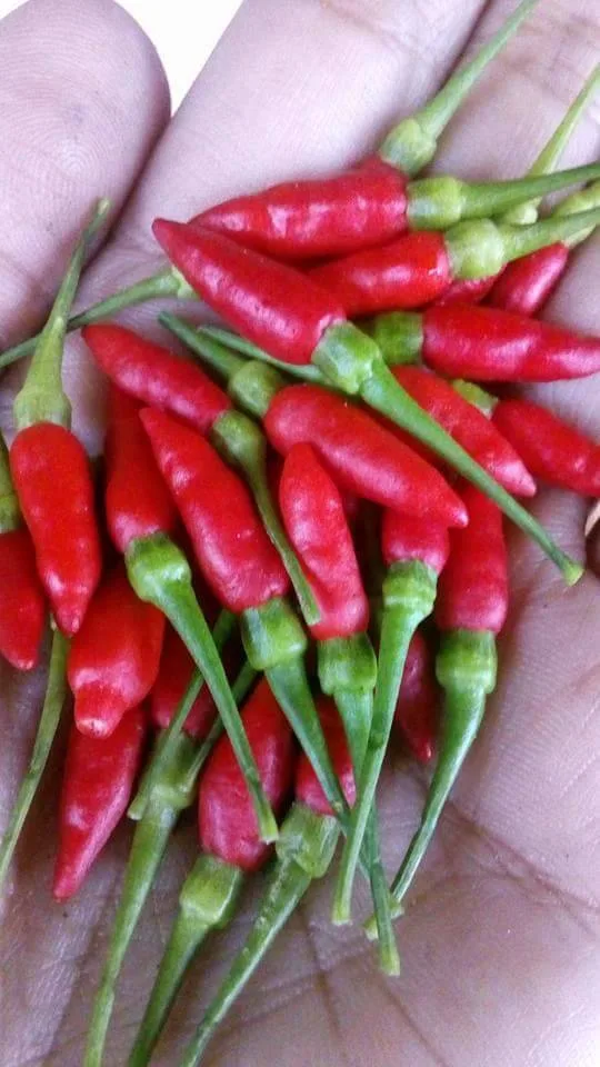 Pokok Cili Cantik Merimbun, Cubalah Teknik Lenyek Biji Cili Masak Terus Ke Tanah