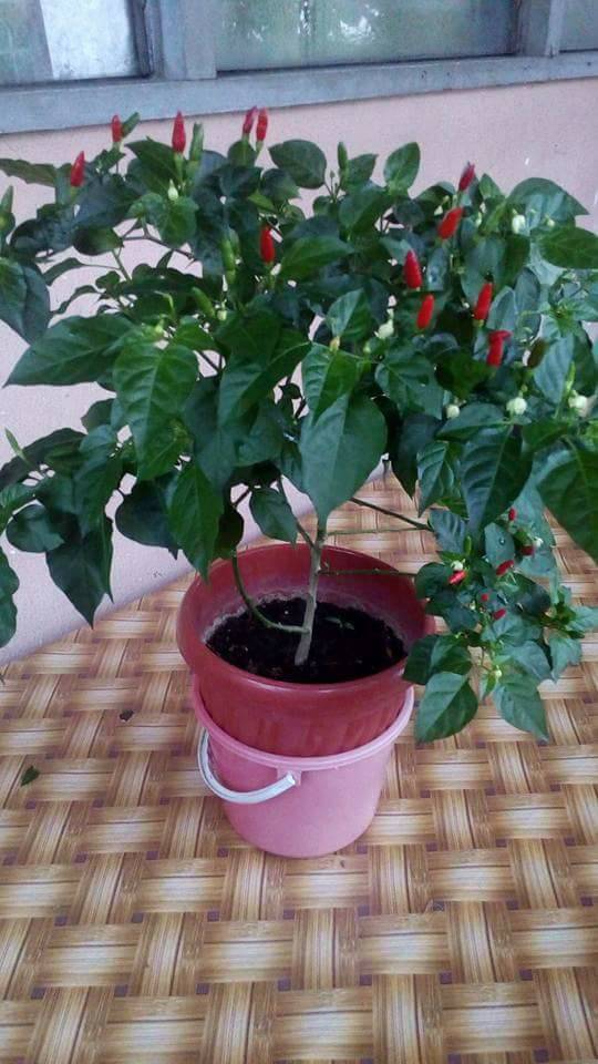 Pokok Cili Cantik Merimbun, Cubalah Teknik Lenyek Biji Cili Masak Terus Ke Tanah
