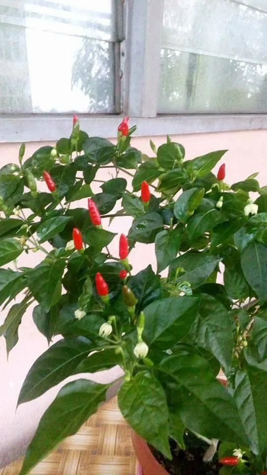 Pokok Cili Cantik Merimbun, Cubalah Teknik Lenyek Biji Cili Masak Terus Ke Tanah