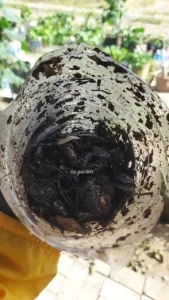 Cara Buat Sendiri BAJA KOMPOS Mini Di Rumah, Tanaman Sawi Lebar & Hijau