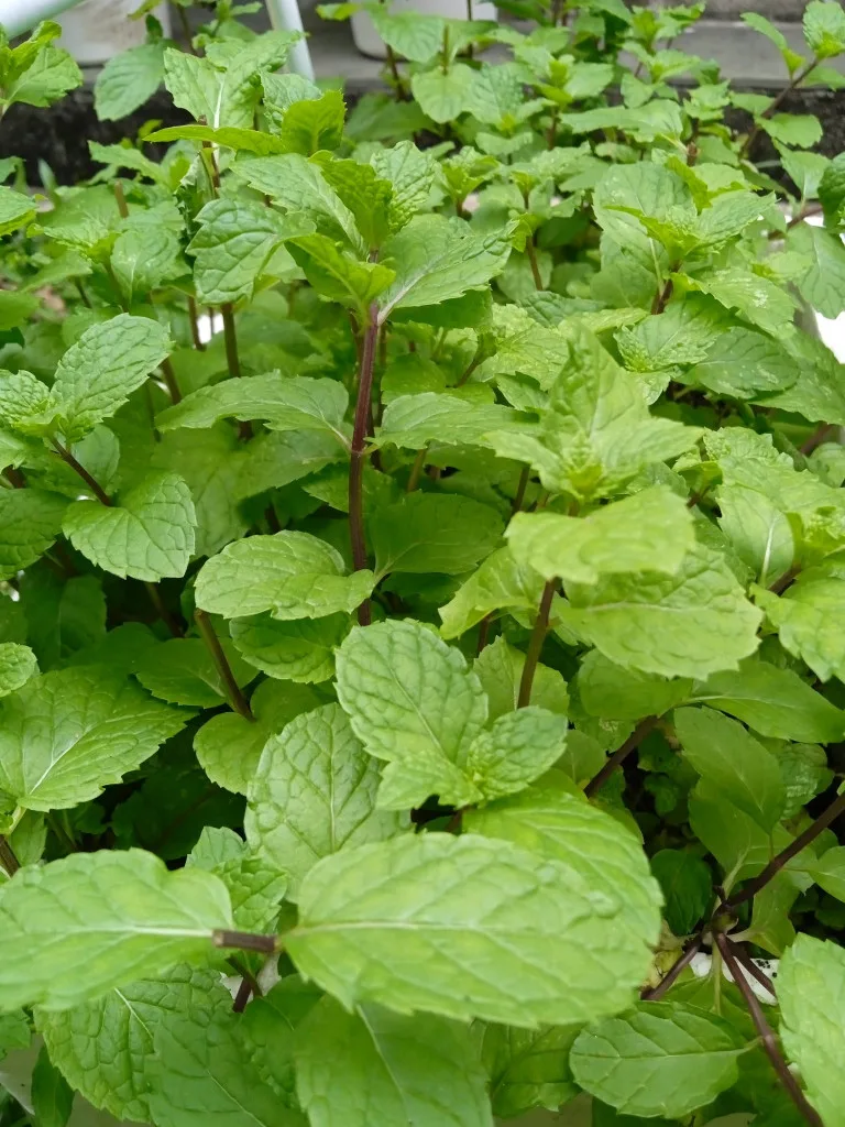 Tip Suburkan Pokok Pudina, Siapa Sangka Herba Masakan Ini Boleh Jadi Baja